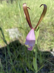 Cleistesiopsis