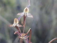 Disa salteri