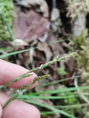 Carex elongata