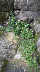 Bracteolatae