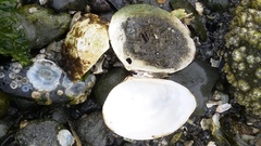 Macoma inquinata