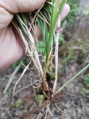 Carex elongata