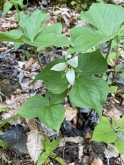 Trillium erectum erectum