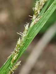 Carex elongata