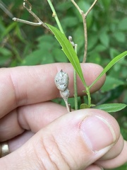 Neolasioptera lathami