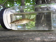 Esox americanus