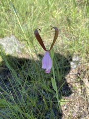 Cleistesiopsis
