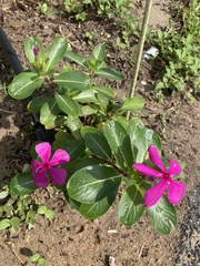 Catharanthus roseus image