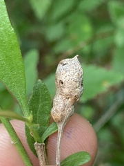 Neolasioptera lathami