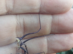 Disa salteri