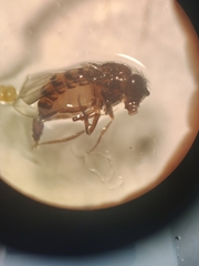 Drosophilidae