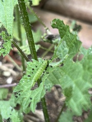 Hypena proboscidalis