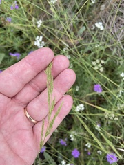 Limnodea arkansana
