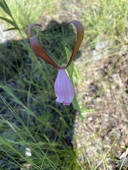 Cleistesiopsis