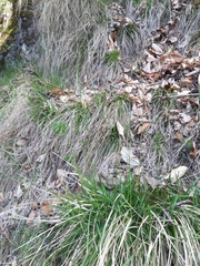 Sesleria caerulea