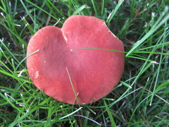 Boletus harrisonii