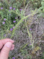 Limnodea arkansana