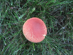 Boletus harrisonii