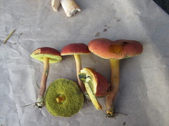 Boletus harrisonii