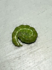 Hypena proboscidalis