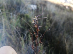 Disa salteri