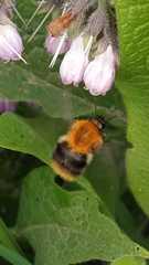 Bombus pascuorum