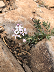 Phlox stansburyi
