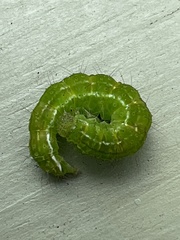 Hypena proboscidalis