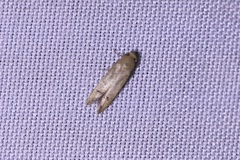 Tachystola hemisema