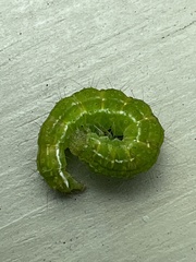 Hypena proboscidalis