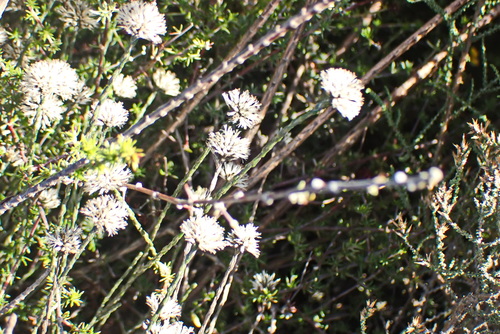 Image of Stoebe microphylla by no rights reserved