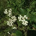 Parthenium integrifolium integrifolium - Photo (c) Jennifer Reed,  זכויות יוצרים חלקיות (CC BY-NC), הועלה על ידי Jennifer Reed