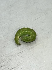 Hypena proboscidalis