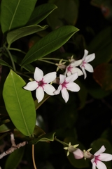 Stephanotis thouarsii image