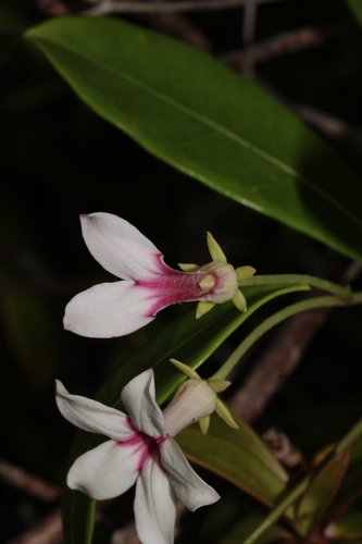 Stephanotis thouarsii image