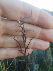 Disa salteri