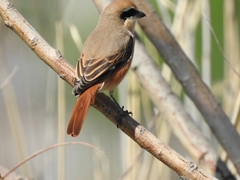 Lanius phoenicuroides