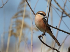 Lanius phoenicuroides