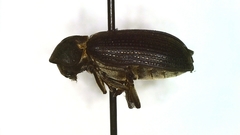 Hadrobregmus pertinax