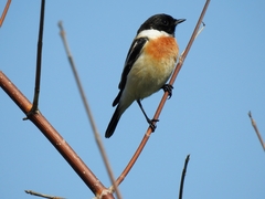 Saxicola maurus