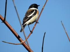 Saxicola maurus