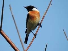 Saxicola maurus