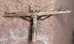 Meskea dyspteraria