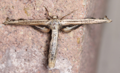 Meskea dyspteraria