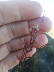 Disa salteri