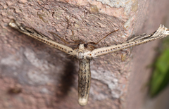 Meskea dyspteraria