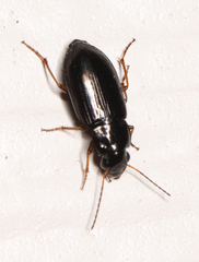 Selenophorus
