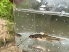 Notropis lutipinnis