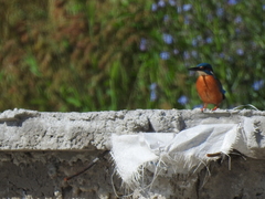 Alcedo atthis