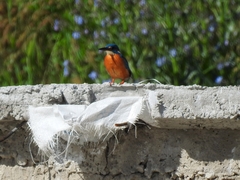 Alcedo atthis